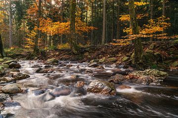 Herfst versnelling van Joris Pannemans - Loris Photography