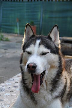 Husky Igor 3