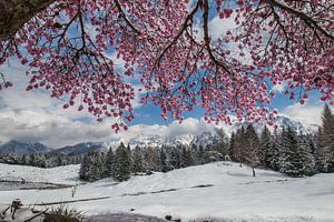Kirschblüte