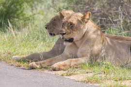 Lionesses by Marijke Arends-Meiring