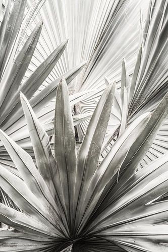 Silver Fronds