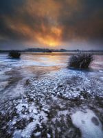 Biesbosch winter