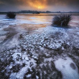 Biesbosch Winter von Marcel van Balkom