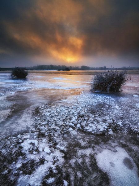 Biesbosch winter by Marcel van Balkom