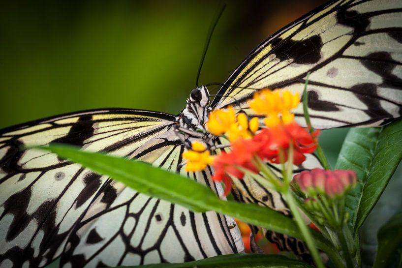 Papillon sur une fleur. Wout Kok One2expose par Wout Kok