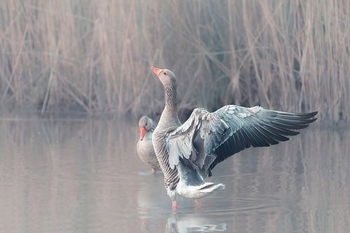 Park Lingezegen part 19