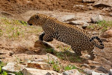 Leopard en chasse sur Peter Michel