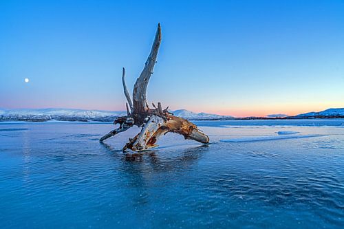 polar nacht op Torneträsk van Arina Kraaijeveld