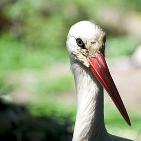 Weißstorch Porträt mit Rotem Schnabel in Natürlichem Lebensraum von Alex Alcalde