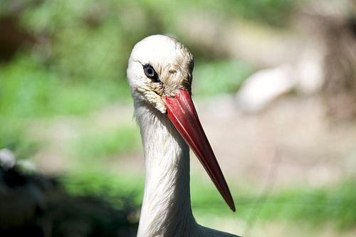 Weißstorch Porträt mit Rotem Schnabel in Natürlichem Lebensraum