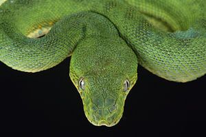 Boa vert à tête de chien (Corallus caninus)