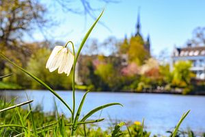 Zwolse Tulp snake's head fritillary on the banks of the city canal in