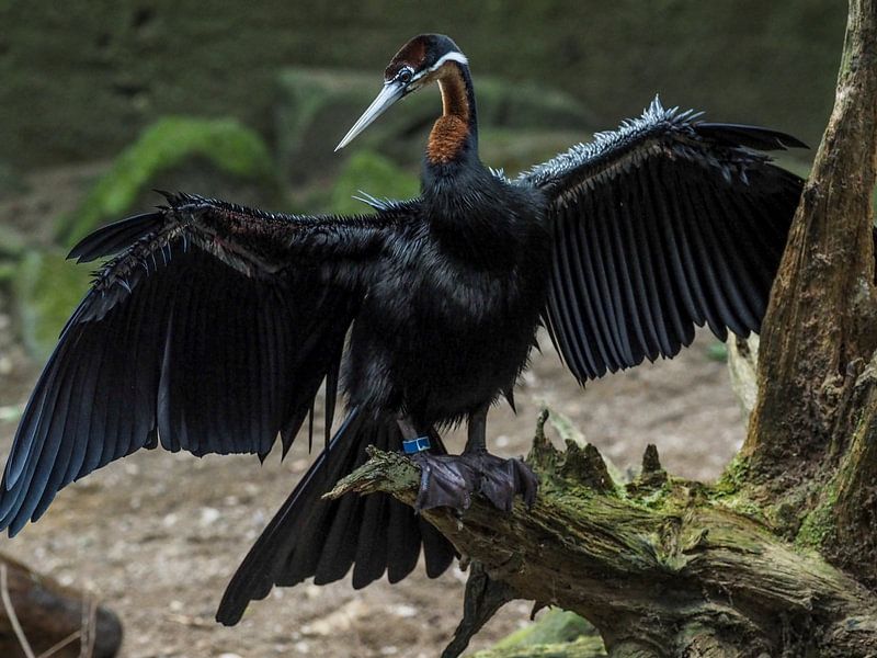 Oiseau à cou de serpent africain : Royal Citizens' Zoo par Loek Lobel