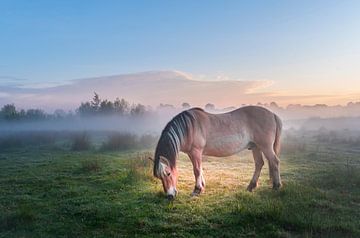 Lever de soleil dans la brume et un cheval au pâturage. sur Els Oomis