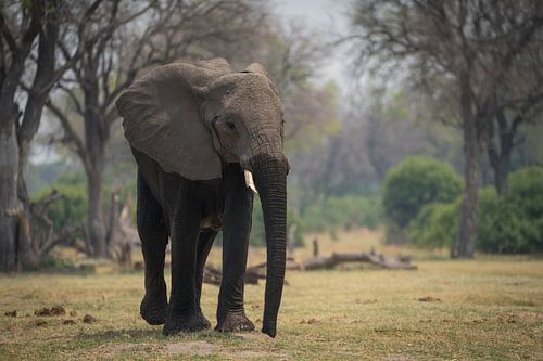 elephant by Ed Dorrestein