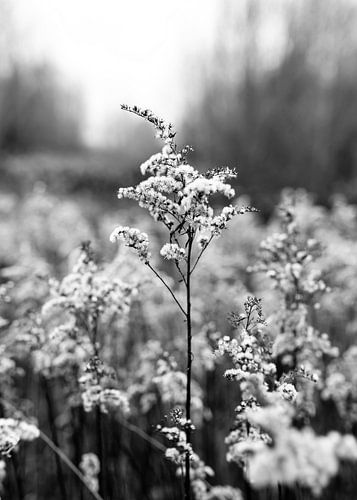 Nature close-up plume de roseau