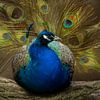 Le paon et sa fierté. sur Alie Ekkelenkamp