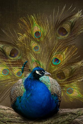 Pauw en zijn trots. Royal blue.