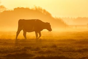 cow on a foggy meadow von Pim Leijen