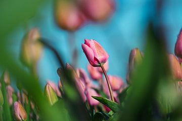 Des tulipes roses sur un champ de tulipes sur Chihong