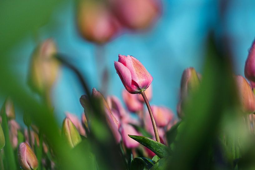 Rosa Tulpen auf einem Tulpenfeld von Chihong