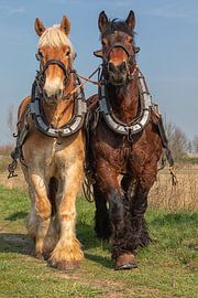 Draft horses spring work by Bram van Broekhoven