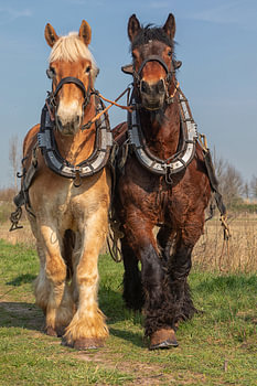 Zugpferde bei der Arbeit im Frühling