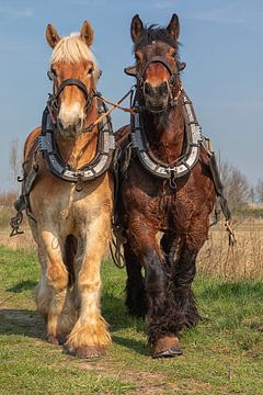 Travail de printemps des chevaux de trait sur Bram van Broekhoven