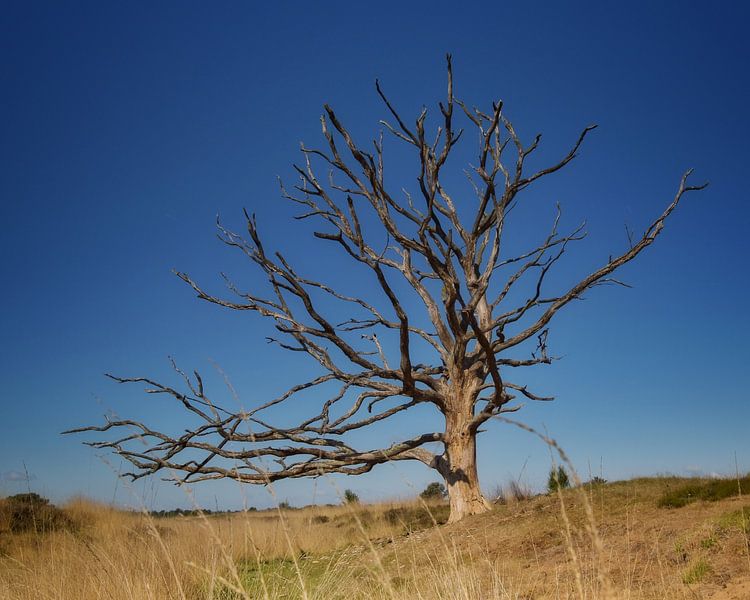 Dead tree by Monique Verlouw