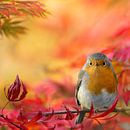 Autumn colours with robin by Teuni's Dreams of Reality thumbnail