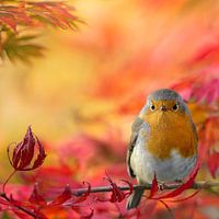 Herfstkleuren met roodborst