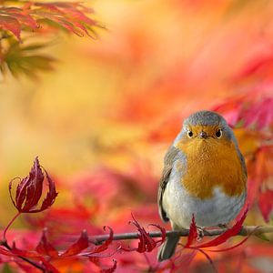 Autumn colours with robin by Teuni's Dreams of Reality