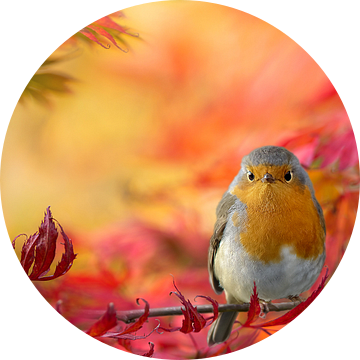 Herfstkleuren met roodborst