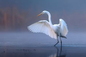 Seidenreiher (Egretta garzetta)
