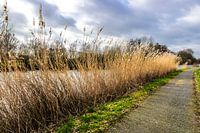 Oude Leiearm