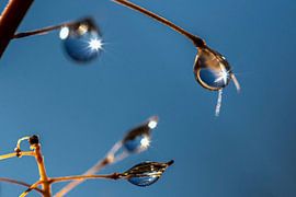 Tautropfen hängen an einer Pflanze von Thomas Heitz