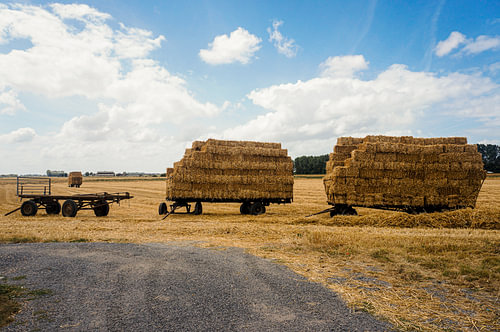 Oogsttijd op het Vlaamse Platteland