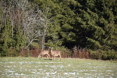 Herten op een gebied in de daling