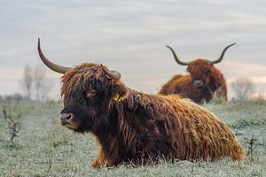 Les Highlanders écossais sur Dirk van Egmond