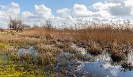 Schilflandschaft ... von Bert v.d. Kraats Fotografie