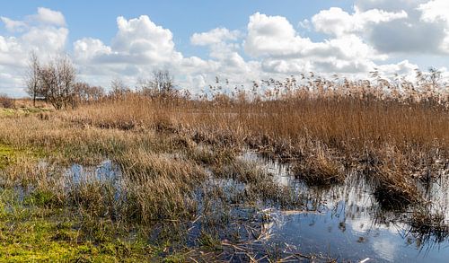 Riet landschap...