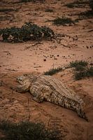 Ruhendes Krokodil