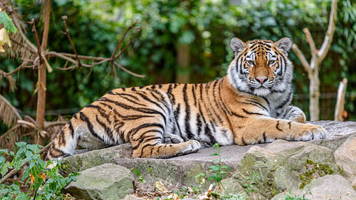 Tigre de Sibérie.