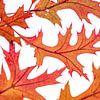 Falling leaves van Christl Deckx