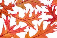Falling leaves van Christl Deckx thumbnail