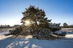 Grove den in de winter tijdens de zonsopkomst