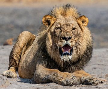 Lion in Namibia, Africa by Patrick Groß