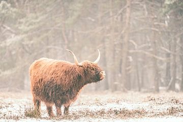 Portret van een Schotse hooglander in de sneeuw van Sjoerd van der Wal Fotografie