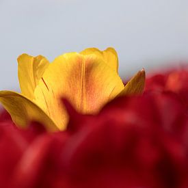 Nahaufnahme einer torfgelben Tulpe, die sich über ein rotes Tulpenfeld erhebt von W J Kok