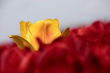 Nahaufnahme einer torfgelben Tulpe, die sich über ein rotes Tulpenfeld erhebt von W J Kok